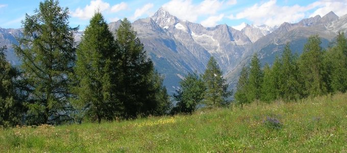 Vegetationsaufnahmen im alpinen Raum (Inventare, Erfolgskontrolle)