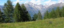Vegetationsaufnahmen im alpinen Raum (Inventare, Erfolgskontrolle)